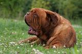 DOGUE DE BORDEAUX 285